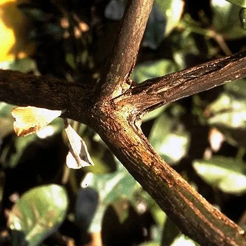 thumbnail for publication: Recovering from Freeze Damage